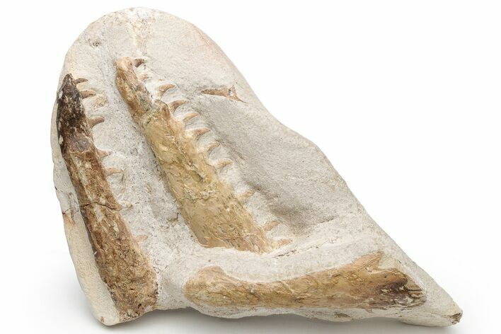 Fossil Mosasaur (Tethysaurus) Jaws - Asfla, Morocco #225274
